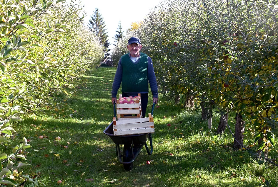 Božo Bokšić: Živa legenda požeškog voćarstva i vinogradarstva