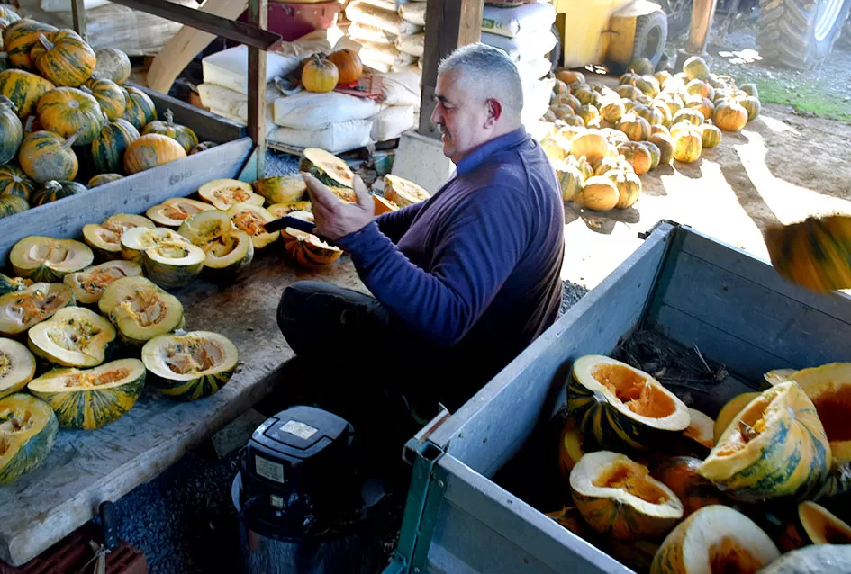 Požega.eu | Inovacija u Alilovcima: Slavko Bartolović koristi usisavač za brzo vađenje sjemenki buče