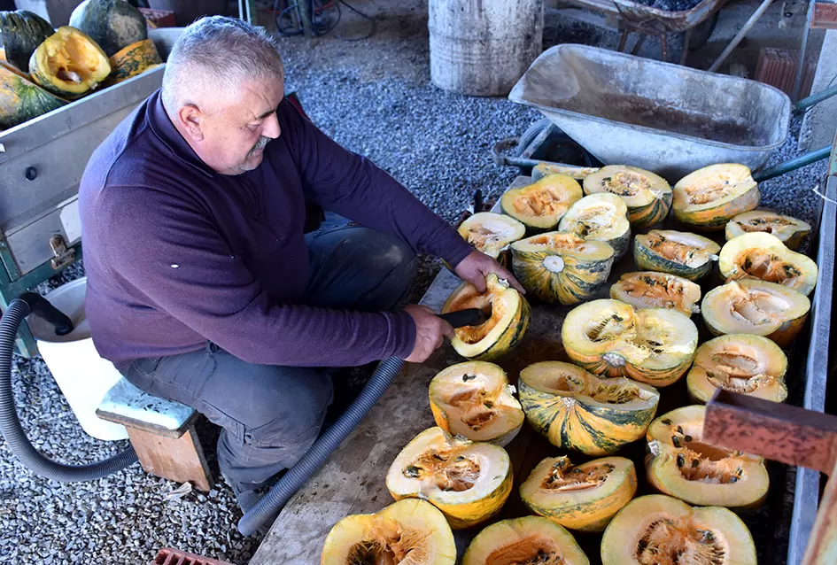 Inovacija u Alilovcima: Slavko Bartolović koristi usisavač za brzo vađenje sjemenki buče