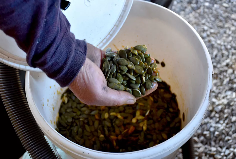 Inovacija u Alilovcima: Slavko Bartolović koristi usisavač za brzo vađenje sjemenki buče