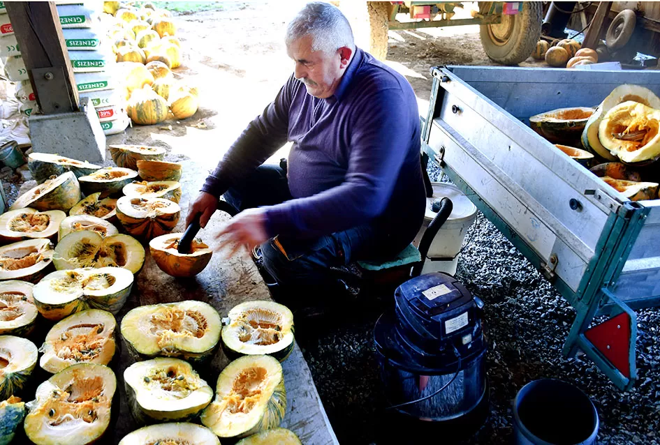 Inovacija u Alilovcima: Slavko Bartolović koristi usisavač za brzo vađenje sjemenki buče