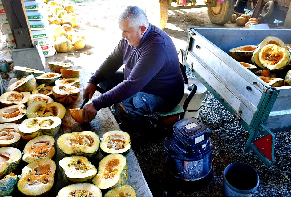 Inovacija u Alilovcima: Slavko Bartolović koristi usisavač za brzo vađenje sjemenki buče