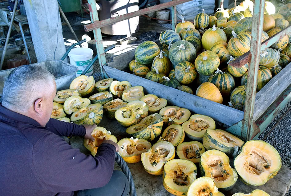 Inovacija u Alilovcima: Slavko Bartolović koristi usisavač za brzo vađenje sjemenki buče