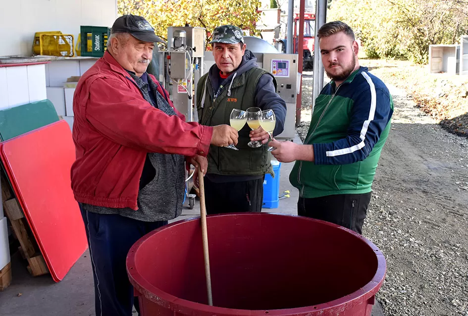 Požega.eu | Kutjevački vinogradar Krešimir Bodegrajac: ʼOva godina će se pamtiti kao jedna od izuzetnihʼ