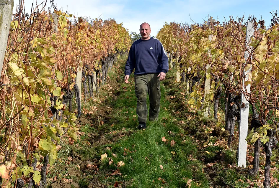 Obitelj Pamuklić iz Požege: Gotovo četiri desetljeća strasti prema vinovoj lozi