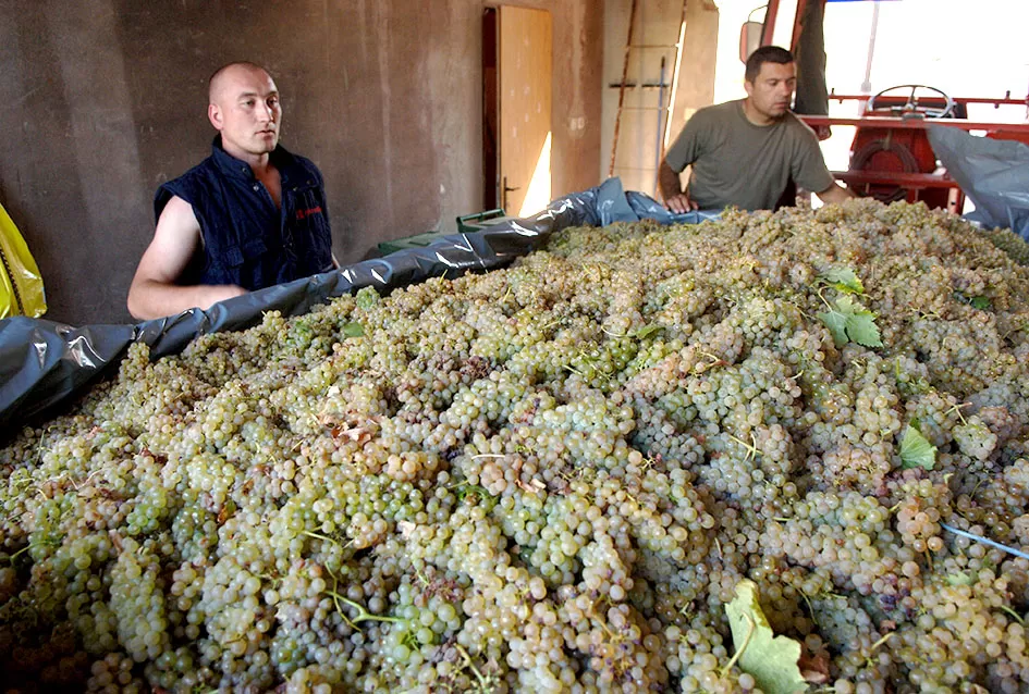 Obitelj Pamuklić iz Požege: Gotovo četiri desetljeća strasti prema vinovoj lozi