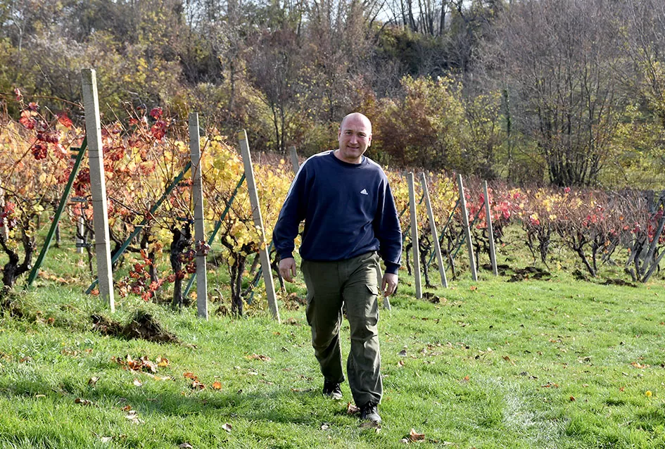 Obitelj Pamuklić iz Požege: Gotovo četiri desetljeća strasti prema vinovoj lozi