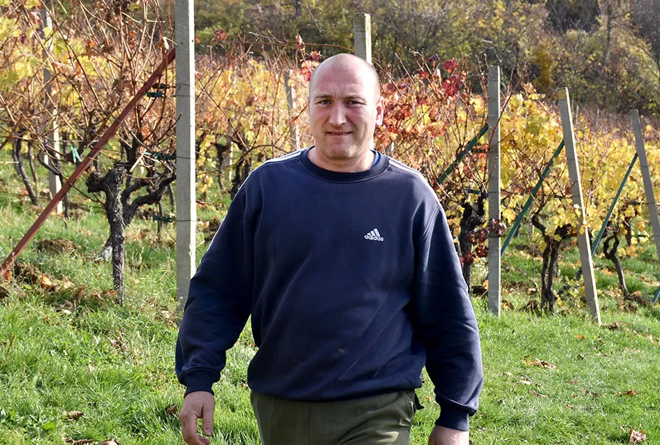 Obitelj Pamuklić iz Požege: Gotovo četiri desetljeća strasti prema vinovoj lozi