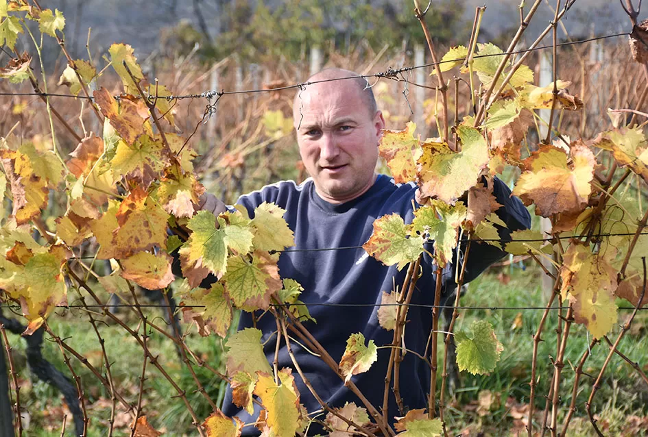 Obitelj Pamuklić iz Požege: Gotovo četiri desetljeća strasti prema vinovoj lozi