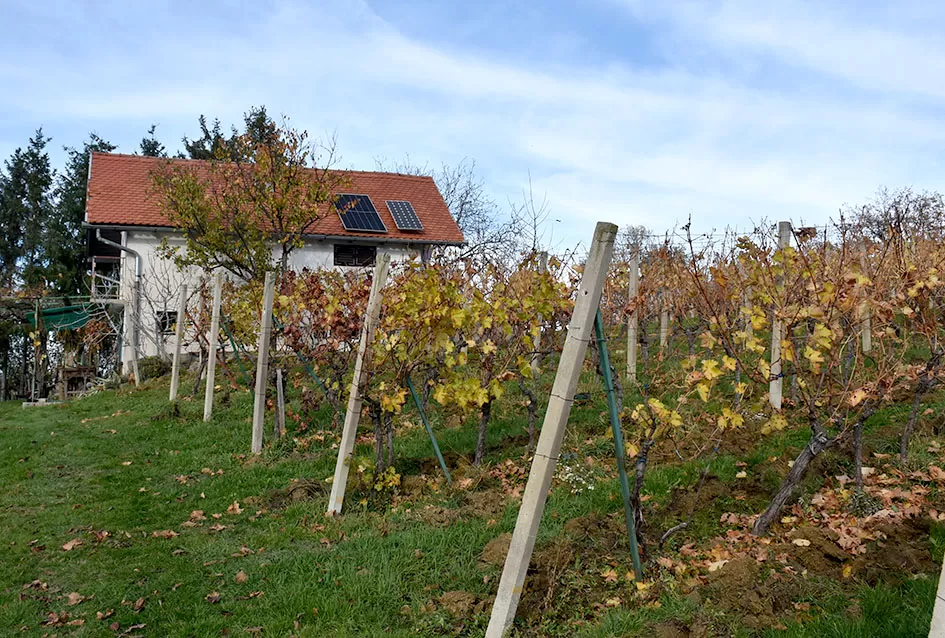 Obitelj Pamuklić iz Požege: Gotovo četiri desetljeća strasti prema vinovoj lozi