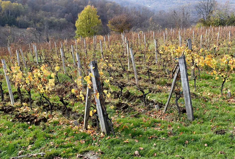 Obitelj Pamuklić iz Požege: Gotovo četiri desetljeća strasti prema vinovoj lozi