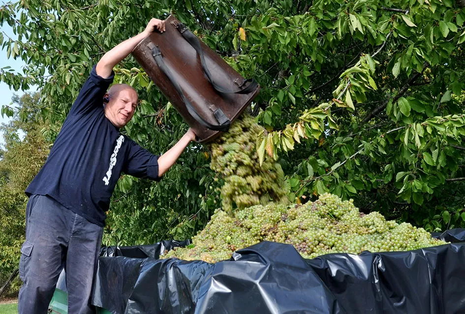 Obitelj Pamuklić iz Požege: Gotovo četiri desetljeća strasti prema vinovoj lozi