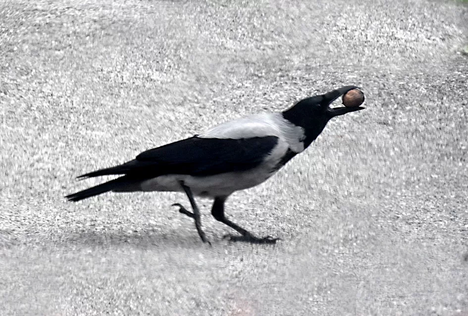 Požega.eu | Pametnije nego što mislimo: Vrane pokazale zapanjujuću domišljatost u drobljenju oraha