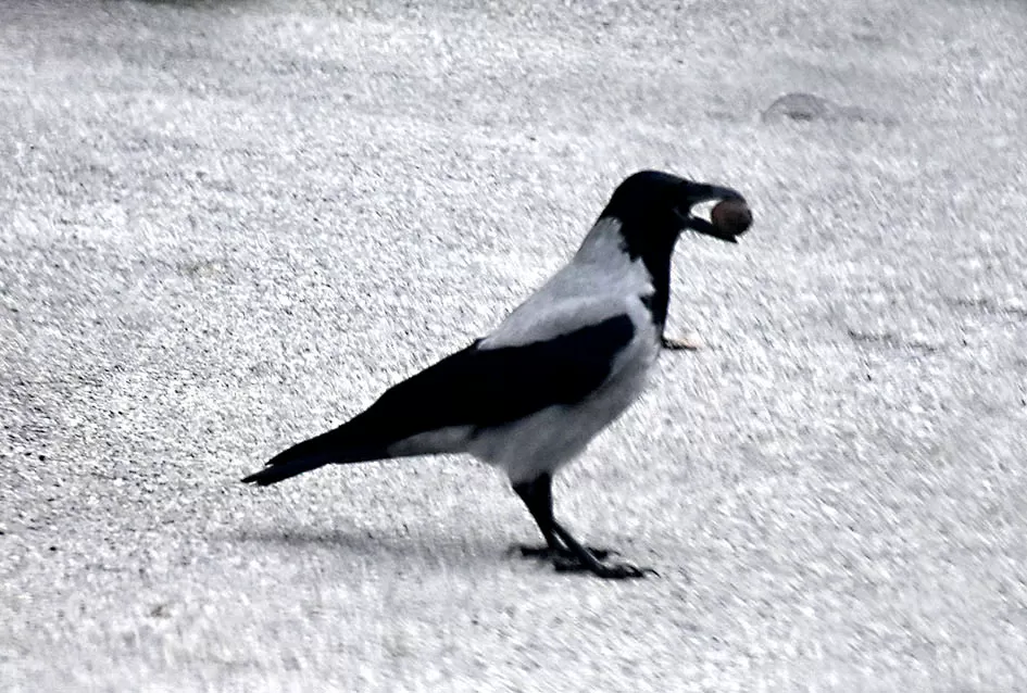 Pametnije nego što mislimo: Vrane pokazale zapanjujuću domišljatost u drobljenju oraha