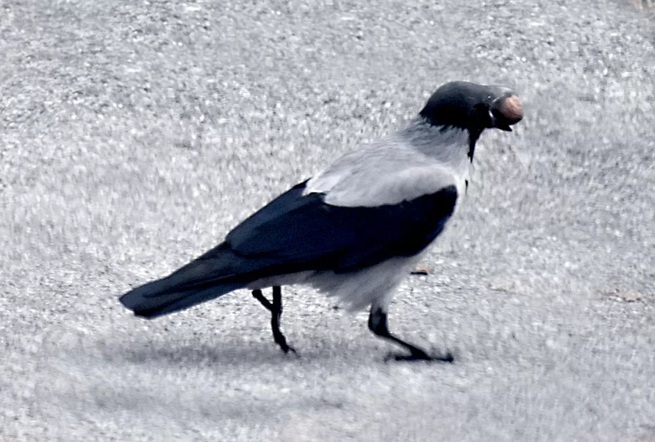 Pametnije nego što mislimo: Vrane pokazale zapanjujuću domišljatost u drobljenju oraha