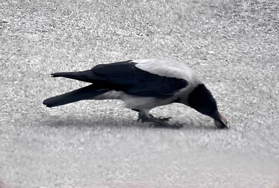 Pametnije nego što mislimo: Vrane pokazale zapanjujuću domišljatost u drobljenju oraha