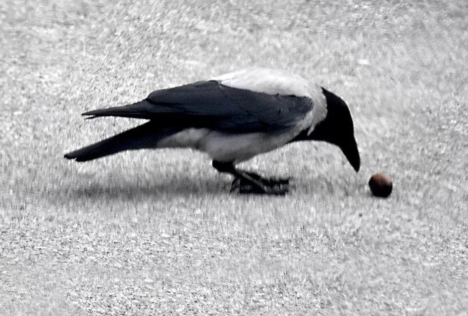 Pametnije nego što mislimo: Vrane pokazale zapanjujuću domišljatost u drobljenju oraha