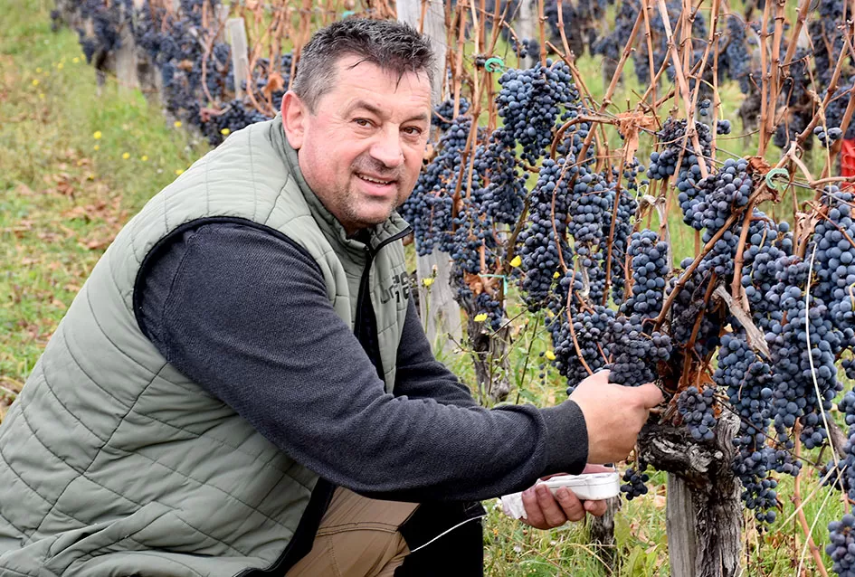 Požega.eu | Berba s okusom tradicije: Matić i Škoro pripremaju poluslatki cabernet sauvignon u Mitrovcu