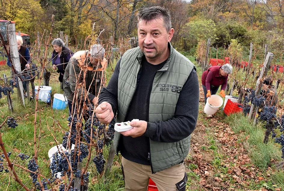 Berba s okusom tradicije: Matić i Škoro pripremaju poluslatki cabernet sauvignon u Mitrovcu