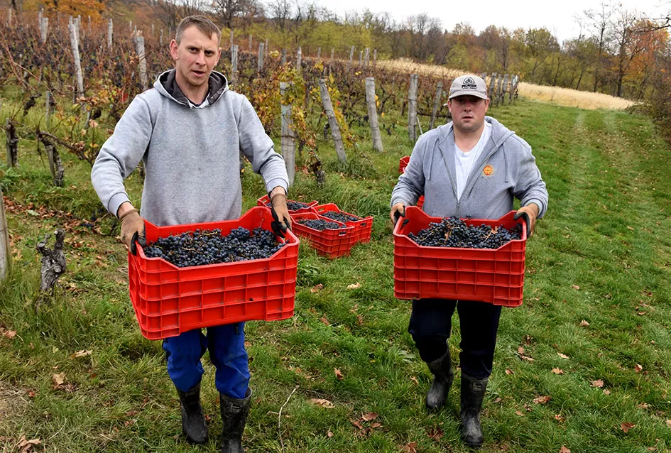 Berba s okusom tradicije: Matić i Škoro pripremaju poluslatki cabernet sauvignon u Mitrovcu