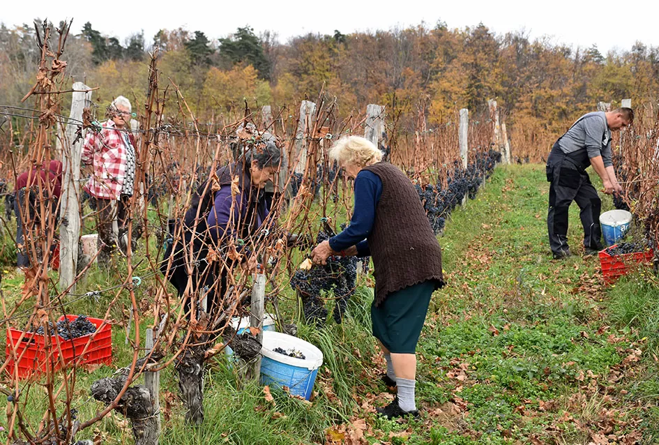 Berba s okusom tradicije: Matić i Škoro pripremaju poluslatki cabernet sauvignon u Mitrovcu