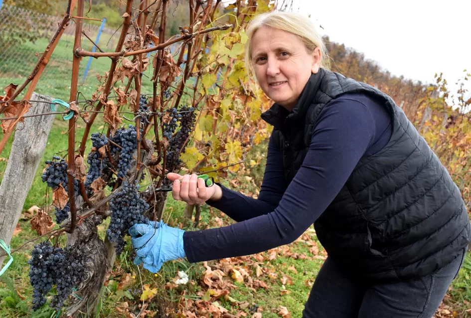Berba s okusom tradicije: Matić i Škoro pripremaju poluslatki cabernet sauvignon u Mitrovcu