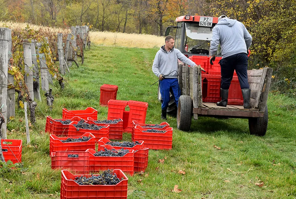 Berba s okusom tradicije: Matić i Škoro pripremaju poluslatki cabernet sauvignon u Mitrovcu
