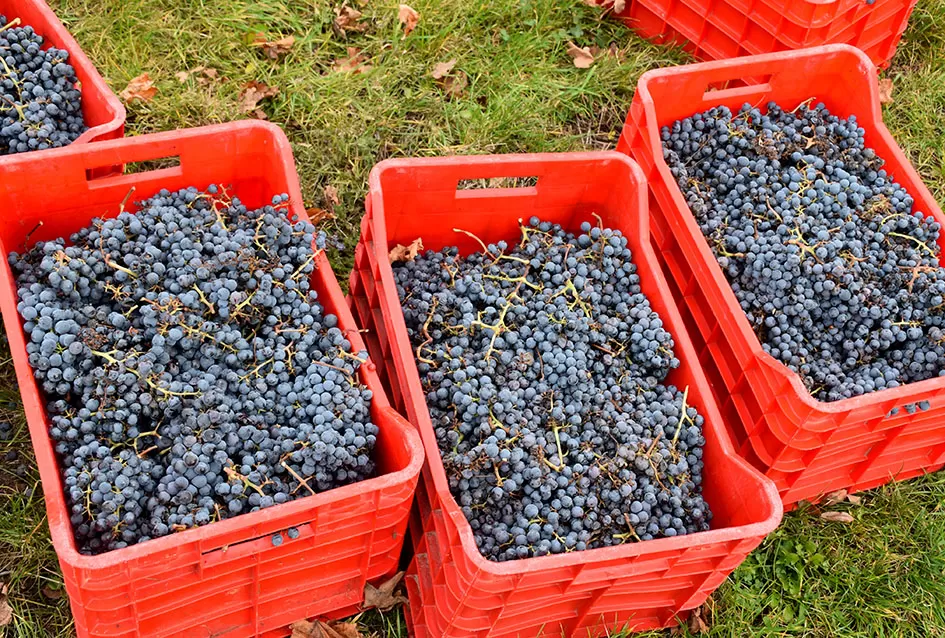 Berba s okusom tradicije: Matić i Škoro pripremaju poluslatki cabernet sauvignon u Mitrovcu