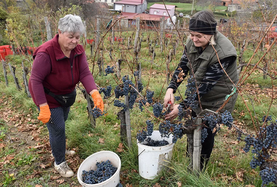 Berba s okusom tradicije: Matić i Škoro pripremaju poluslatki cabernet sauvignon u Mitrovcu