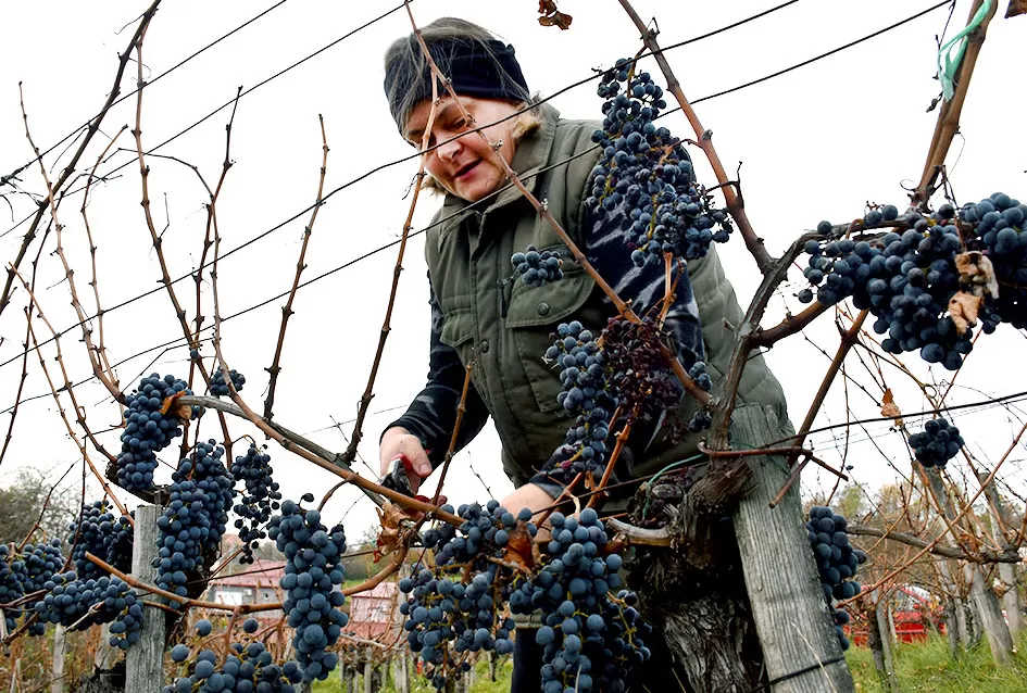 Berba s okusom tradicije: Matić i Škoro pripremaju poluslatki cabernet sauvignon u Mitrovcu