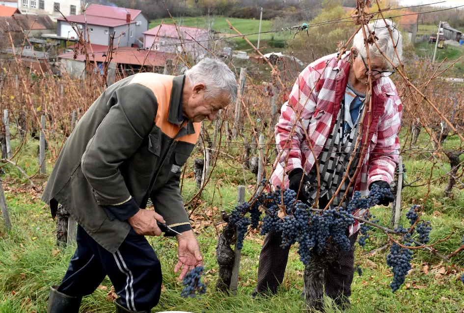 Berba s okusom tradicije: Matić i Škoro pripremaju poluslatki cabernet sauvignon u Mitrovcu