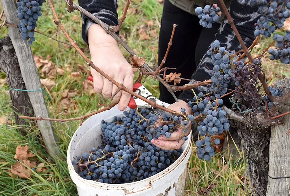 Berba s okusom tradicije: Matić i Škoro pripremaju poluslatki cabernet sauvignon u Mitrovcu