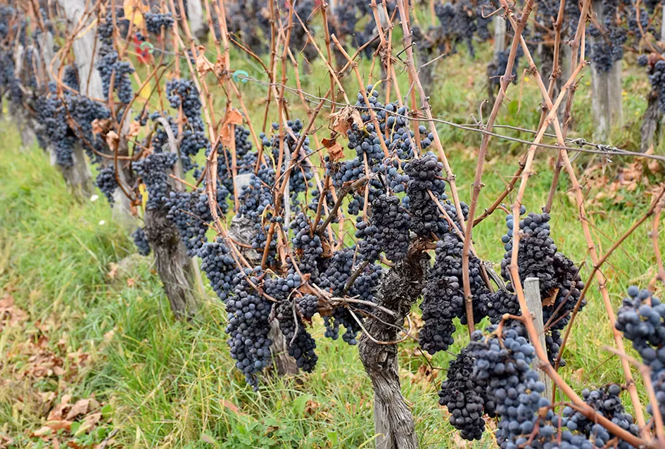 Berba s okusom tradicije: Matić i Škoro pripremaju poluslatki cabernet sauvignon u Mitrovcu