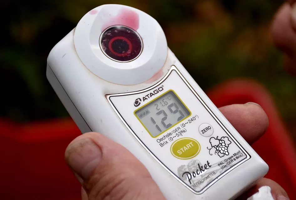 Berba s okusom tradicije: Matić i Škoro pripremaju poluslatki cabernet sauvignon u Mitrovcu