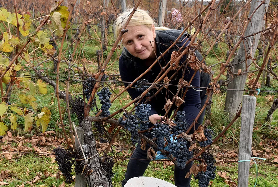 Berba s okusom tradicije: Matić i Škoro pripremaju poluslatki cabernet sauvignon u Mitrovcu