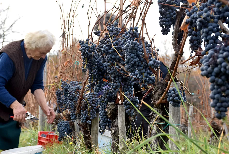 Berba s okusom tradicije: Matić i Škoro pripremaju poluslatki cabernet sauvignon u Mitrovcu
