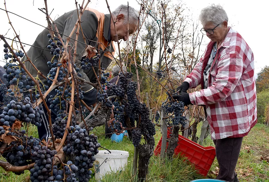 Berba s okusom tradicije: Matić i Škoro pripremaju poluslatki cabernet sauvignon u Mitrovcu