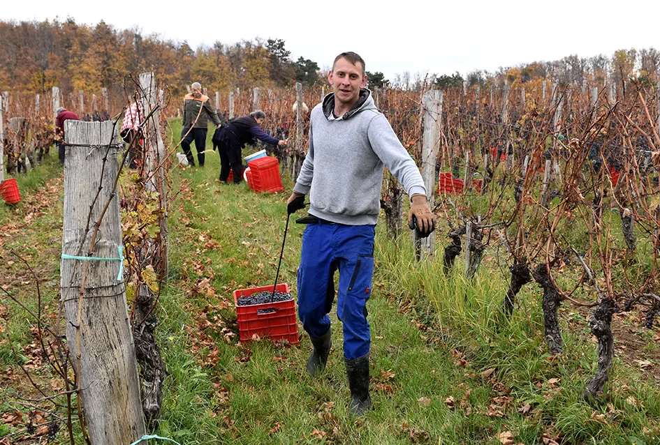 Berba s okusom tradicije: Matić i Škoro pripremaju poluslatki cabernet sauvignon u Mitrovcu