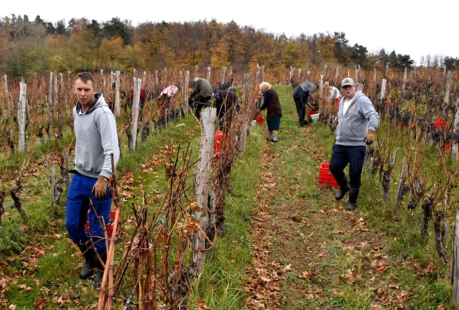 Berba s okusom tradicije: Matić i Škoro pripremaju poluslatki cabernet sauvignon u Mitrovcu