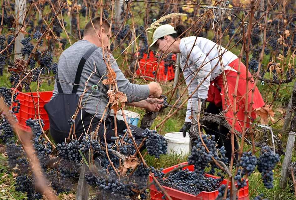 Berba s okusom tradicije: Matić i Škoro pripremaju poluslatki cabernet sauvignon u Mitrovcu