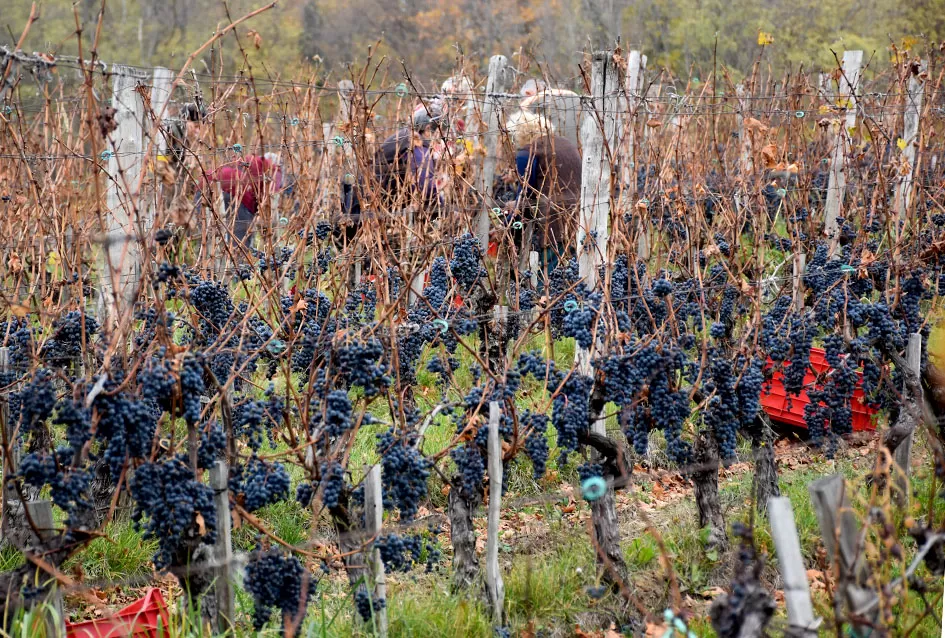 Berba s okusom tradicije: Matić i Škoro pripremaju poluslatki cabernet sauvignon u Mitrovcu