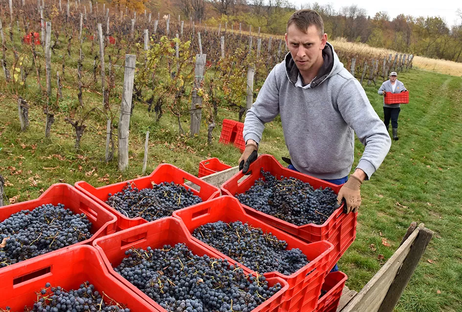 Berba s okusom tradicije: Matić i Škoro pripremaju poluslatki cabernet sauvignon u Mitrovcu
