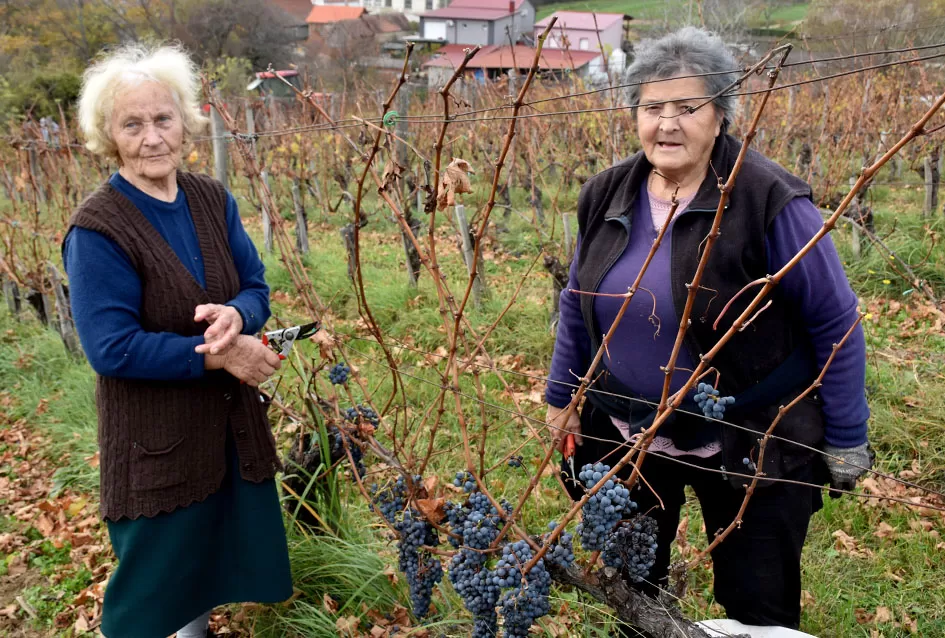 Berba s okusom tradicije: Matić i Škoro pripremaju poluslatki cabernet sauvignon u Mitrovcu
