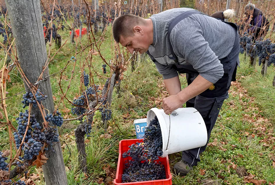 Berba s okusom tradicije: Matić i Škoro pripremaju poluslatki cabernet sauvignon u Mitrovcu
