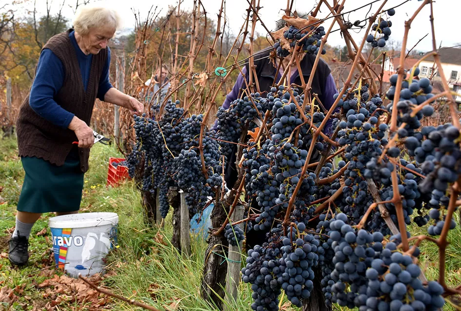 Berba s okusom tradicije: Matić i Škoro pripremaju poluslatki cabernet sauvignon u Mitrovcu