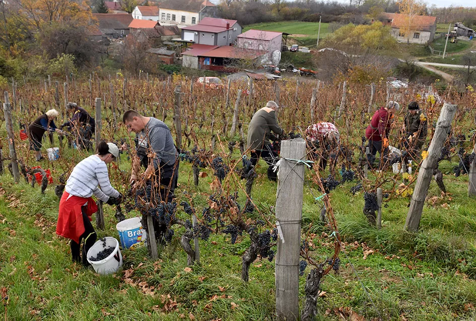 Berba s okusom tradicije: Matić i Škoro pripremaju poluslatki cabernet sauvignon u Mitrovcu