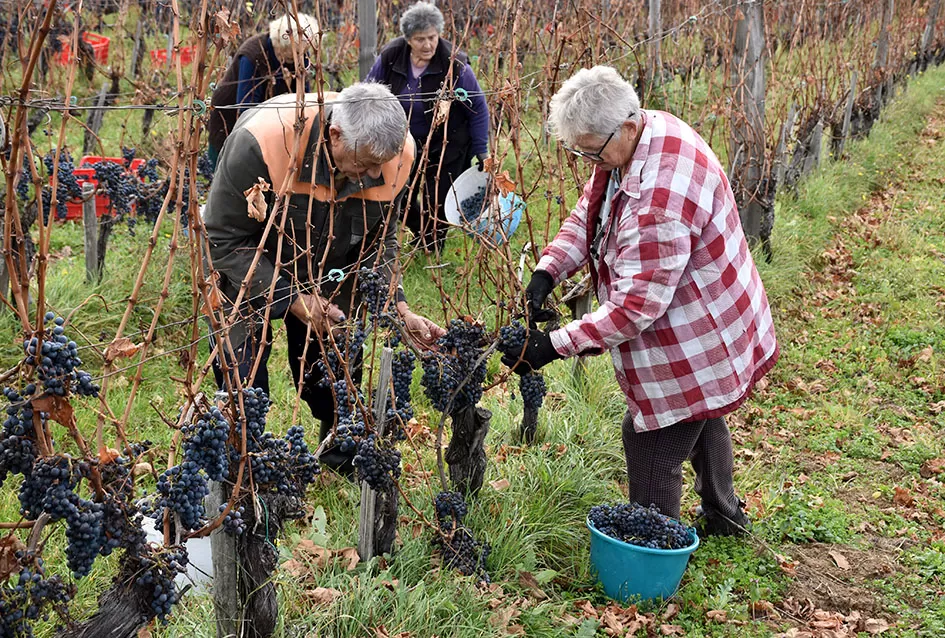 Berba s okusom tradicije: Matić i Škoro pripremaju poluslatki cabernet sauvignon u Mitrovcu