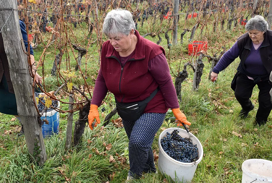 Berba s okusom tradicije: Matić i Škoro pripremaju poluslatki cabernet sauvignon u Mitrovcu