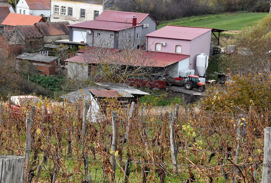 Berba s okusom tradicije: Matić i Škoro pripremaju poluslatki cabernet sauvignon u Mitrovcu