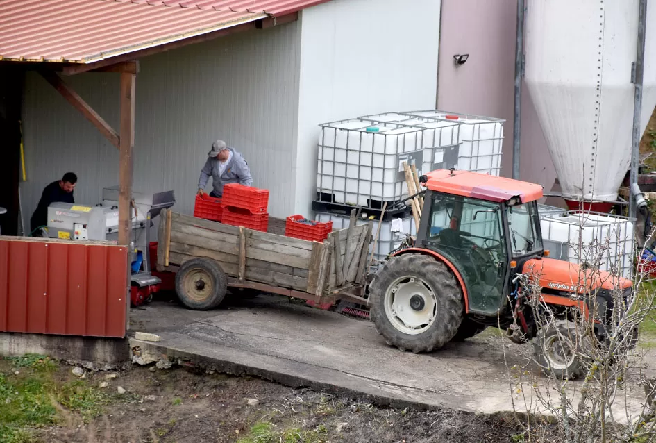 Berba s okusom tradicije: Matić i Škoro pripremaju poluslatki cabernet sauvignon u Mitrovcu